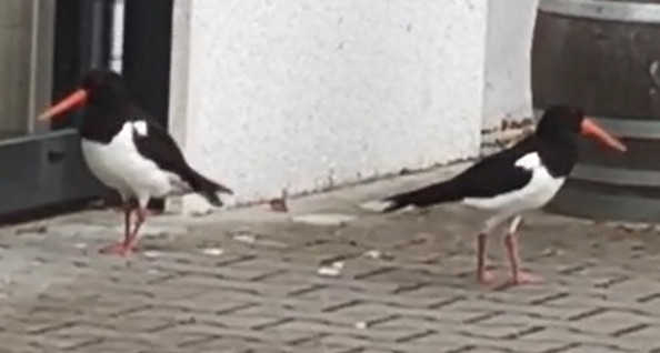 Ungewöhnlicher Besuch