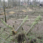 Kahlschlag, Prüfauftrag der Stadtvertretung