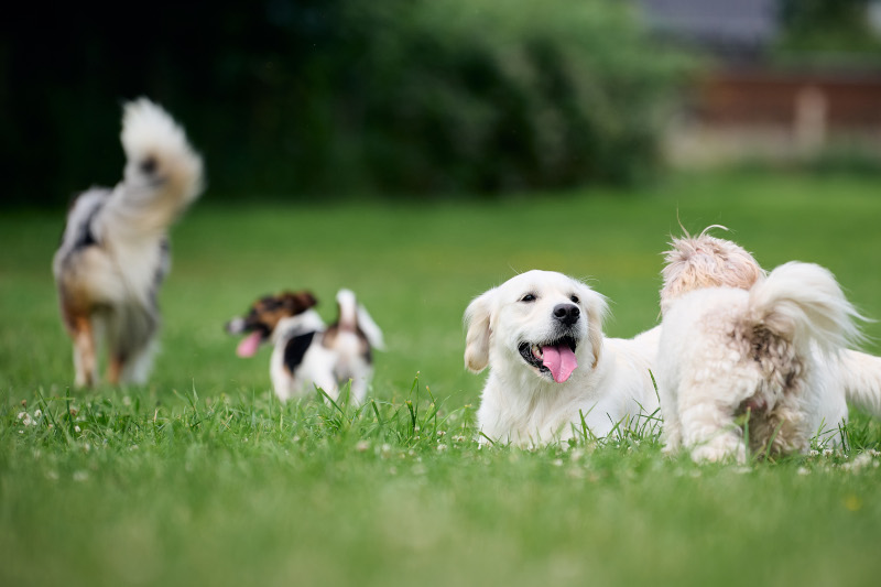 Hundefreilauffläche für Bargteheide