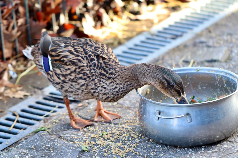 Falsche Fütterung gefährdet Wildvögel