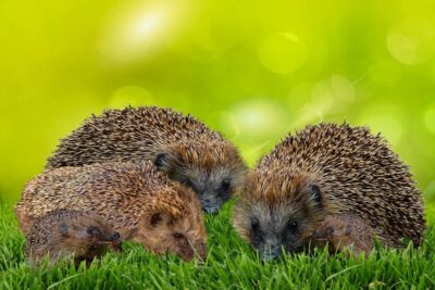 Mähroboter ≠ Igel